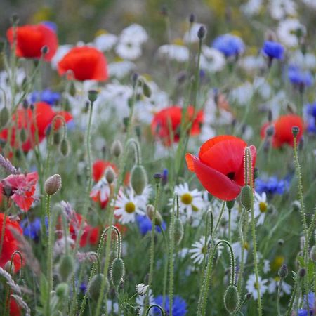 Wester Blackpark Farm Inverness Ngoại thất bức ảnh